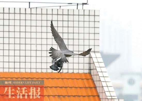 2 ͻȻ��һֻ��ӥѸ�ٵ�ץסһֻ����