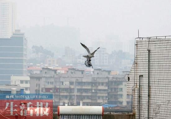 3 ��ʳ�ɹ�����ӥ�����Եõ���ȥ