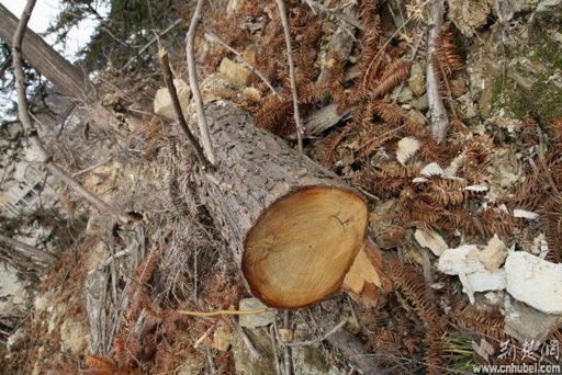 ����������ľ