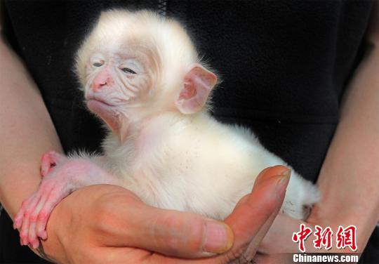 �����˲��������ƺ����׻�⨺� ��Χ������(ͼ)