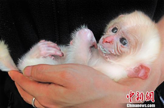 �����˲��������ƺ����׻�⨺� ��Χ������(ͼ)