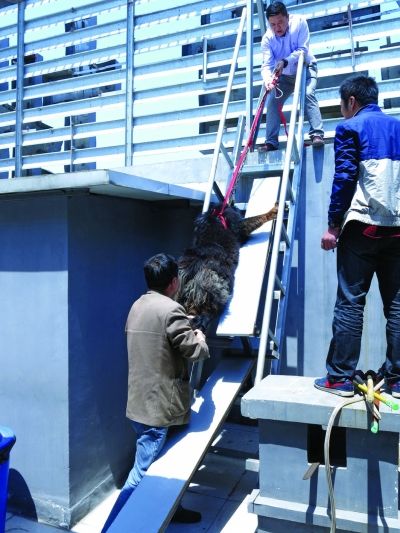 ���˽�������Ĳ���̧��¥��