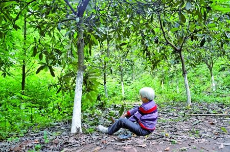 ��Ѯ��̫��������������С��Ť�˽š�