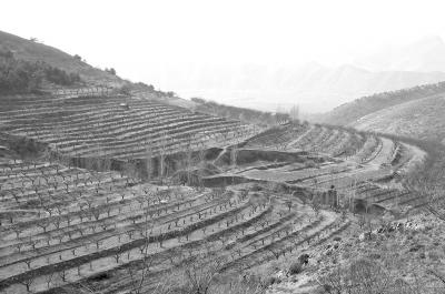 ����Ĺ�԰��ľ