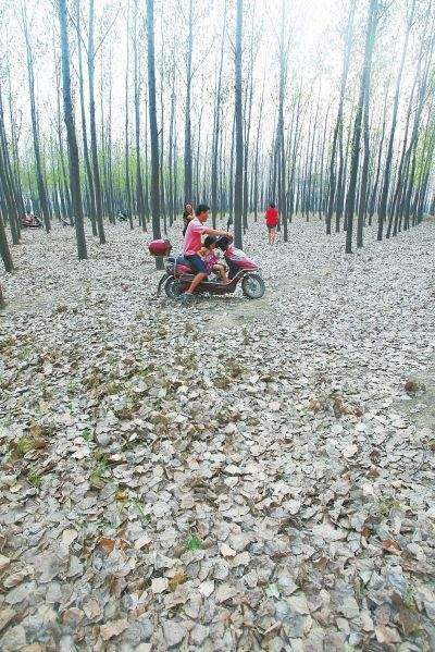 ƽ��ɽ�� Ϊ�����ɿʴ���ҹ�޵�ͷ