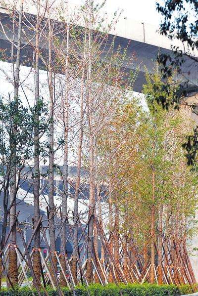 ֣�ݲ�����̬�ȵ������ֿ�Ҷ���� ��ָ�ֵ�̫��