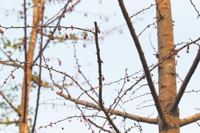 ֣�ݲ�����̬�ȵ������ֿ�Ҷ���� ��ָ�ֵ�̫��