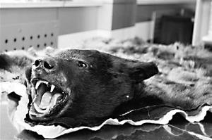 �ൺ�뾳Խ���ʰ������ź���Ƥ ͷ����֫��ȫ