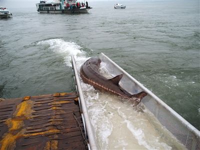 ������Ա�������̵�Ұ���л��ࡣ����ͼƬ