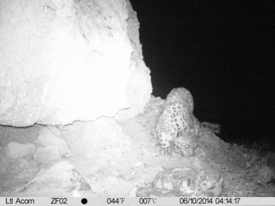 ��ͼ�������Ȼ�������״��ĵ�Ұ��ѩ��