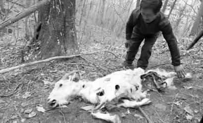 ר������ɽ���ҵ��˱���ʳ���ɽ�򱾱�������ǿ��