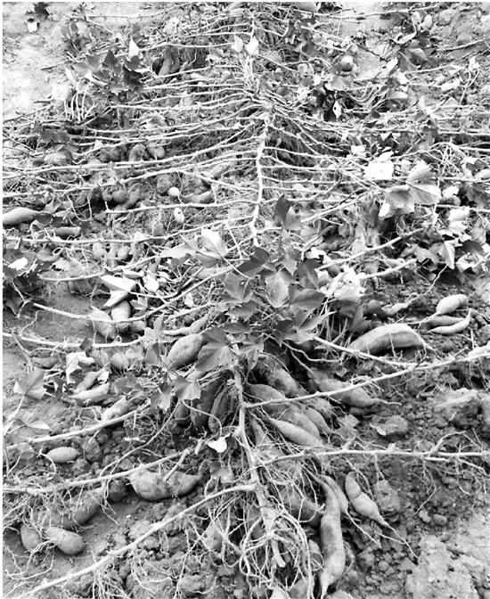 �����ڵ����������� һ�����Ͻ�700������(ͼ)