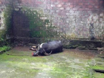 ����ˮţ���侯սʿ���С�������ͼ