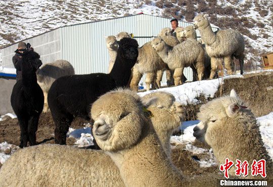 �й��״δ��ģ��������300�������仧�½�