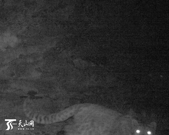 新疆罗布泊野骆驼保护区内拍摄到的雪豹。(图片由罗布泊野骆驼国家级自然保护区管理局提供)