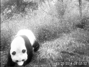 �����ˮ��������2�����㵽��ֻ�������è(ͼ)