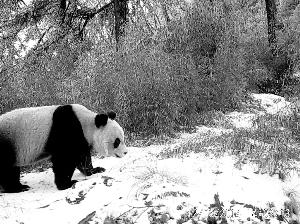 �����ˮ��������2�����㵽��ֻ�������è(ͼ)