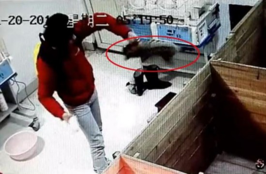 新生华南虎宝宝(红圈内)在南昌动物园遭暴力摔打。