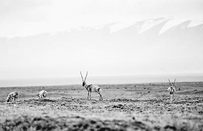 �ɿ����ﱣ���������� �ٷ��ƽ������ڼ�ǿ����