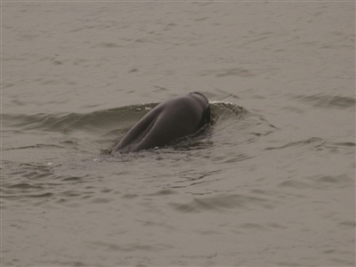 ����Ľ�����Ѱ����ż��