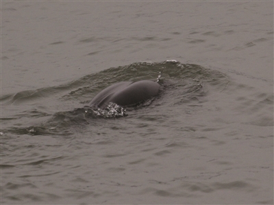 ����ΪɶƵƵ̽ͷ�����������