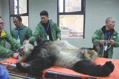 ���ȴ���è��